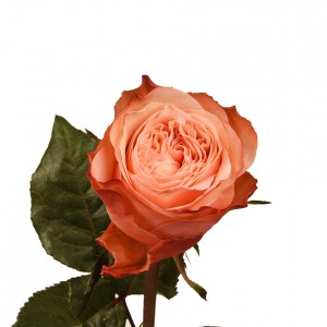 Роза пионовидная Kahala 60 см